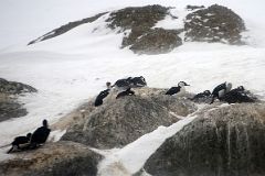 04B Blue-eyed Shag Birds On Rocks In Foyn Harbour On Quark Expeditions Antarctica Cruise.jpg